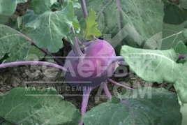 Семена капусты кольраби Колибри F1 / Kolibri F1,130 дней купить оптом и в розницу в Украине по выгодной цене