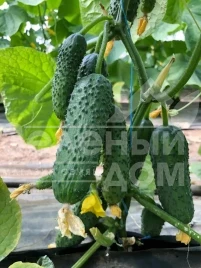 Семена огурцов Аскольд F1 / Askold F1 купить оптом и в розницу в Украине по выгодной цене