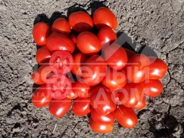 Семена томатов Н0507 F1 / Н0507 F1 купить оптом и в розницу в Украине по выгодной цене