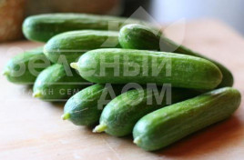 Насіння огірків Супер Бейбі F1 / Super Baby F1,42-45 днів купити оптом і в роздріб в Україні за вигідною ціною