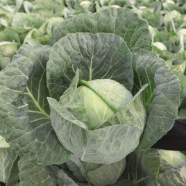 Насіння капусти білокачанної Конкерор F1 / Conqueror F1,66 днів купити оптом і в роздріб в Україні за вигідною ціною