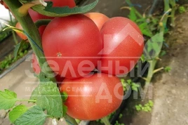Семена томатов Пинк Айди F1 / Pink Id F1 купить оптом и в розницу в Украине по выгодной цене