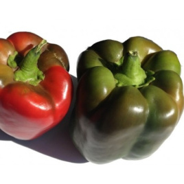 Насіння солодкого перцю Телестар F1 / Telestar F1 ,60-62 дні купити оптом і в роздріб в Україні за вигідною ціною