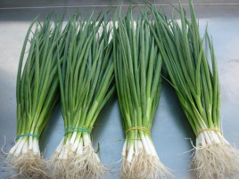 Цибуля на перо Кай / Kaj,65-70 днів купити оптом і в роздріб в Україні за вигідною ціною