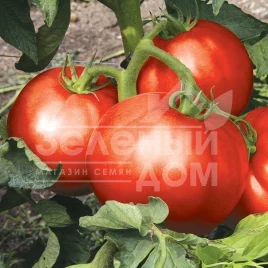 Семена томатов Монталбан F1 / Montalban F1,110-120 дней купить оптом и в розницу в Украине по выгодной цене