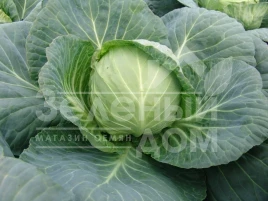 Семена капусты белокочанной Калибро F1 / Kalibro F1,85-90 дней купить оптом и в розницу в Украине по выгодной цене