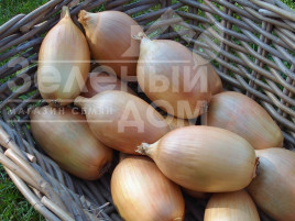 Цибуля ріпчаста Інгот F1 / Ingot F1,115-120 днів купити оптом і в роздріб в Україні за вигідною ціною