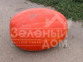 Семена тыквы Голиаш (Атлант) / Goliash (Atlant),110-130 дней купить оптом и в розницу в Украине по выгодной цене