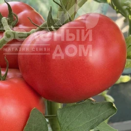 Насіння томату Фаєр F1 / Fire F1, 95 днів купити оптом і в роздріб в Україні за вигідною ціною