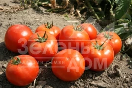 Семена томатов Имран F1 / Imran F1,95-100 дней купить оптом и в розницу в Украине по выгодной цене