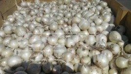 Лук репчатый Примо Бланко F1 / Primo Blanco F1, 110-115 дней купить оптом и в розницу в Украине по выгодной цене