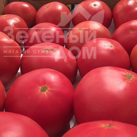 Насіння томатів Пінк Роуз F1 / Pink Rous F1,100-110 днів купити оптом і в роздріб в Україні за вигідною ціною