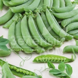 Семена гороха Алоха / Aloha купить оптом и в розницу в Украине по выгодной цене