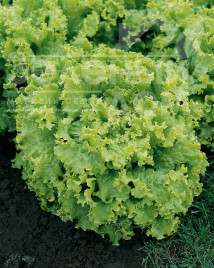 Насіння салату Перл Джем / Perl Jem купити оптом і в роздріб в Україні за вигідною ціною