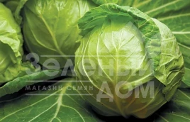 Семена капусты белокочанной Джетодор F1 / Jetodor F1,46-48 дней купить оптом и в розницу в Украине по выгодной цене