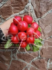 Семена редиса Кранч Роял F1 / Kranch Royal F1, 20 - 25 дней купить оптом и в розницу в Украине по выгодной цене