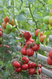 Насіння томатів Пінк Шайн F1 / Pink Shine F1,110-120 днів купити оптом і в роздріб в Україні за вигідною ціною