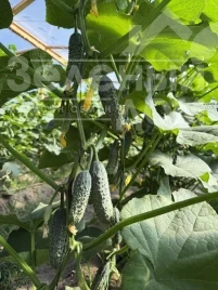 Семена огурцов Мираж F1 / Mirazh F1 купить оптом и в розницу в Украине по выгодной цене