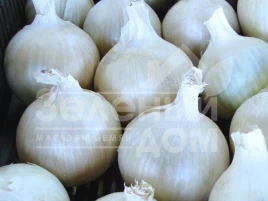 Лук репчатый Авалон / Avalon,125-130 дней купить оптом и в розницу в Украине по выгодной цене