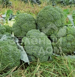 Семена капусты брокколи Хронос F1 / Khronos F1, 60-65 дней купить оптом и в розницу в Украине по выгодной цене