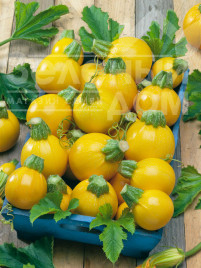 Насіння кабачків Голд Болл F1 / Gold Ball F1,45-50 днів купити оптом і в роздріб в Україні за вигідною ціною