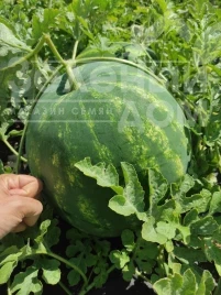 Семена арбуза Харизма F1 / Kharizma F1 купить оптом и в розницу в Украине по выгодной цене