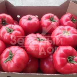 Семена томатов Сапфир F1 / Sapphire F1,95 дней купить оптом и в розницу в Украине по выгодной цене