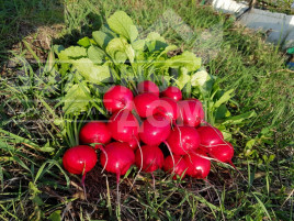 Насіння редису Селеста F1 / Celesta F1,20-25 днів купити оптом і в роздріб в Україні за вигідною ціною