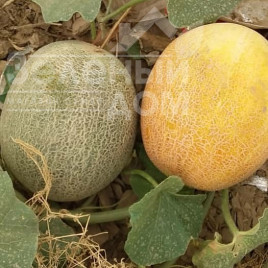 Насіння дині Баллу / Ballu купити оптом і в роздріб в Україні за вигідною ціною