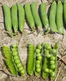 Семена гороха Липтон / Lipton  купить оптом и в розницу в Украине по выгодной цене