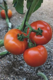 Семена томатов Белле F1 / Belle F1,65 дней купить оптом и в розницу в Украине по выгодной цене