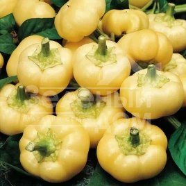 Семена сладкого перца Яблина F1 / Jablina F1,70-80 дней купить оптом и в розницу в Украине по выгодной цене
