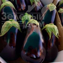 Насіння баклажанів Сара F1 (CRX 50129) / Sara F1 (CRX 50129),58-62 дні купити оптом і в роздріб в Україні за вигідною ціною