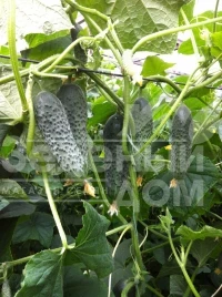 Семена огурцов Сигурд F1 / Sigurd F1,35-45 дней купить оптом и в розницу в Украине по выгодной цене