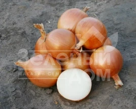 Лук репчатый Саброссо F1 / Sabrosso F1,120-125 дней купить оптом и в розницу в Украине по выгодной цене