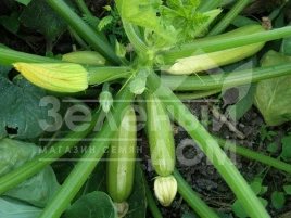 Семена кабачков Мостра F1 / Mostra F1,35-40 дней купить оптом и в розницу в Украине по выгодной цене