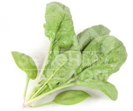 Семена шпината Муфлон F1 / Mouflon F1 купить оптом и в розницу в Украине по выгодной цене