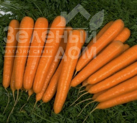 Насіння моркви Шугаснекс F1 / Sugarsnax F1,110-120 днів купити оптом і в роздріб в Україні за вигідною ціною