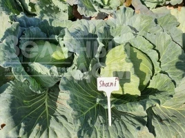 Семена капусты белокочанной Шани F1 / Shani F1,60-70 дней купить оптом и в розницу в Украине по выгодной цене