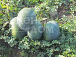 Насіння кавуна ЛС 1802 F1 / LS 1802 F1 купити оптом і в роздріб в Україні за вигідною ціною