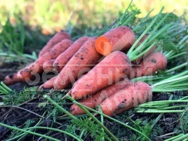 Семена моркови Эмперор F1 / Emperor F1,100-110 дней купить оптом и в розницу в Украине по выгодной цене