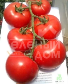 Семена томатов Лилос F1 / Lilos F1,90-100 дней купить оптом и в розницу в Украине по выгодной цене