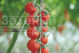 Насіння томатів Сакура F1 / Sakura F1 купити оптом і в роздріб в Україні за вигідною ціною