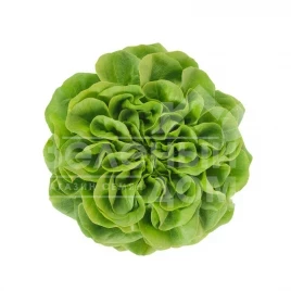 Семена салата Аквино / Aquino купить оптом и в розницу в Украине по выгодной цене