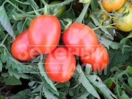 Семена томатов Бриксол F1 / Briksol F1, 92-94 дня купить оптом и в розницу в Украине по выгодной цене