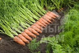 Семена моркови Каскад F1 / Cascade F1,100-135 дней купить оптом и в розницу в Украине по выгодной цене