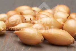 Цибуля ріпчаста Еліста / Elista,100-110 днів купити оптом і в роздріб в Україні за вигідною ціною