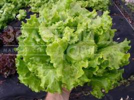 Насіння салату Афіціон / Aficion купити оптом і в роздріб в Україні за вигідною ціною