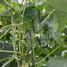 Семена огурцов Атик F1 / Atik F1,38-40 дней купить оптом и в розницу в Украине по выгодной цене