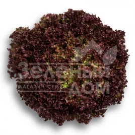 Семена салата Вилбур / Wilbur купить оптом и в розницу в Украине по выгодной цене